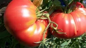 Изберете подходяща почва за отглеждане на домати у дома. Biologichni Iziskvaniya Za Otglezhdane Na Domati Agri Bg