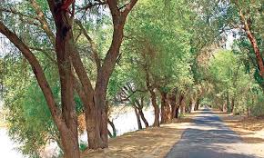 Image result for tree in punjab