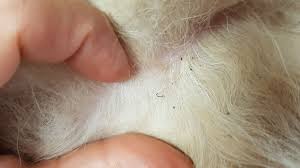 black spots on dog s skin your dog s