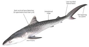 Tiger Shark Fish Identification Information Queensland