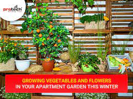 Growing Vegetables And Flowers In Your