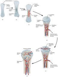 Long bone labeled illustrations & vectors. Bones Fundamentals Of Anatomy For Physicians Lecturio