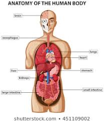 Human Body Anatomy Images Stock Photos Vectors Shutterstock