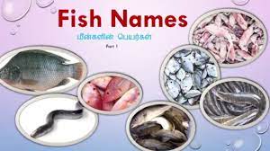 fish names in india with images tamil