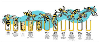Bee Life Cycle Different Stages Of Honey Bee And Queen Bee