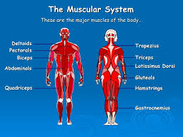 We are pleased to provide you with the picture named muscles diagram of the human body.we hope this picture muscles diagram of the human body can help you study and research. Peshare Co Uk Shared Resource
