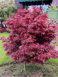 Dwarf japanese maple trees are small decorative landscape trees with colorful ornamental palmate leaves. Dwarf Slow Growing Japanese Maple With Dense Red Foliage Excellent In A Container Or In Mix Maple Tree Landscape Japanese Maple Tree Landscape Red Maple Tree