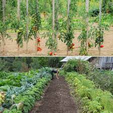 starting a vegetable garden from