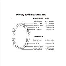 Sample Baby Teeth Chart 5 Documents In Pdf