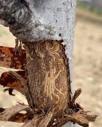 Kirazda🍒Meyve Yazıcı Böceği ( Scolytus rugulosus ) Zararına dikkat ‼️  Yazıcı böcekler; meyve ağaçlarının dalları, gövdeleri ve tomurcuk  gözlerinde galeri ve delikler açmak suretiyle zarar yapar . Bunlar  ağaçların dal ve gövdelerinin