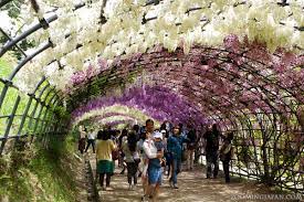 kawachi fuji garden in kitakyushu