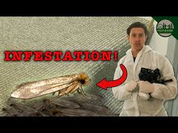 how to treat a carpet moth infestation