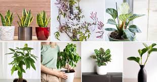 9 Best Indoor Plants For Feng Shui That