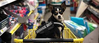 how to spot a fake service dog