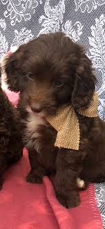She is raised with kids and will make a good addition to any hous. Springerdoodle Puppies Peterborough Cambridgeshire Pets4homes