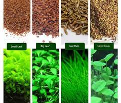 6 styles aquarium carpet plant seed 1