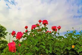 Hd Wallpaper Rose Rosewood Rose Tree