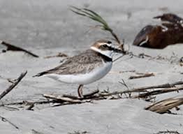 ► birds of huntington beach state park‎ (46 f). Scdnr Coastal Birds In South Carolina Shorebirds