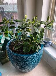 How To Grow Gardenias Indoors Top Care