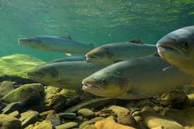 Image result for  salmon in river
