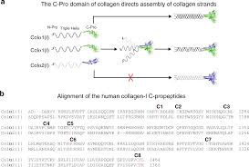 A Cysteine Based Molecular Code Informs Collagen C