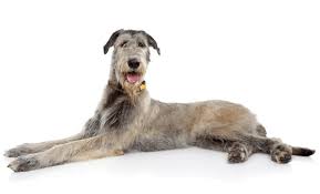 See more ideas about irish wolfhound, wolfhound, irish wolfhound puppies. Irish Wolfhound Puppies For Sale In Chicago Illinois Adoptapet Com