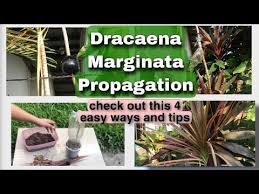 To propagate a dracaena marginata (dragon tree): Video Cutting Dracaena Marginata