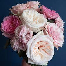 por pink rose varieties flowerlink