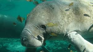 This page is all about the manatee totem, its essence, presence, and significance. 6 Facts About Manatees U S Department Of The Interior