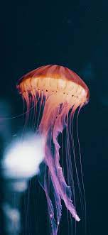 Jellyfish Wallpaper for iPhone 11, Pro ...