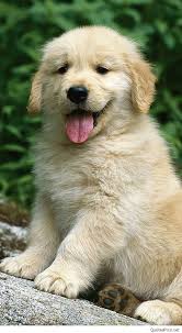 cute golden retriever hd wallpapers