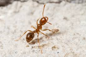 fire ants texas ant control