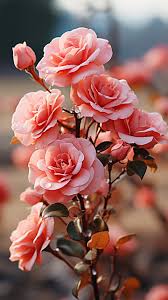 beautiful rose flower aesthetics 174