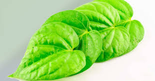 the benefits of chewing betel leaf
