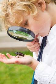Boy Examining Bug With Magnifying Glass