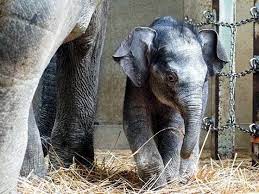 Chú voi con nặng 120 kg ra đời tại Vườn thú của Nhật Bản