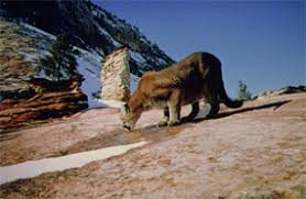 The best gifs are on giphy. Mountain Lion Bryce Canyon National Park U S National Park Service