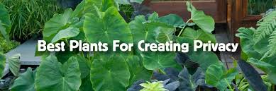 best plants for creating privacy