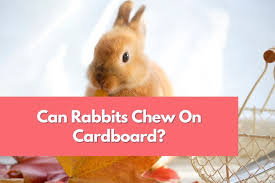 can rabbits chew on cardboard what