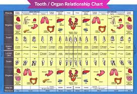 73 Unusual Tooth And Organ Chart
