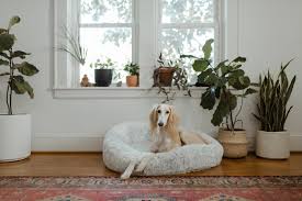 why do dogs dig in their beds sleeping