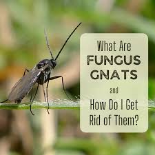fungus gnats where do these little