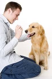 Image result for Owner with a dog