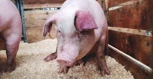 raising feeder pigs sustainably
