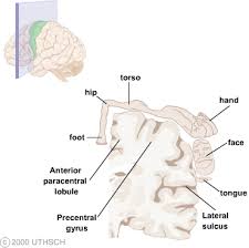 motor cortex section 3 chapter 3