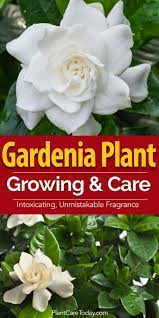 If you're inconsistent, the buds and leaves may drop off. Gardenia Care How To Care For Gardinias Plantcaretoday