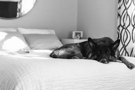 Sla Pet Friendly Bedsheets Honest