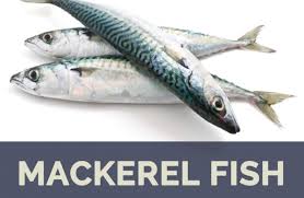 Mackerel fish facts and health benefits
