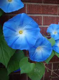 flower morning glory heavenly blue