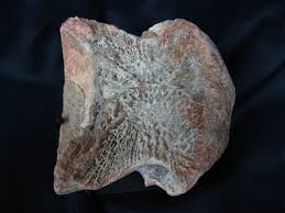 Dinosaur bones can be highlighted using eagle eye (l3 + r3). Cretaceous Age Sigilmassasaurus Dinosaur Bone 2d Indiana9 Fossils
